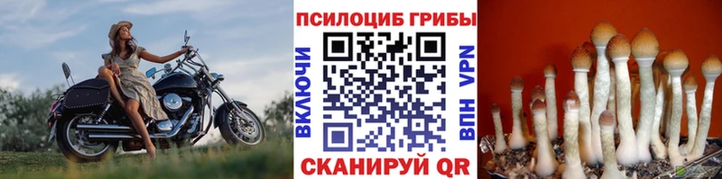 Галлюциногенные грибы Cubensis  Сальск 