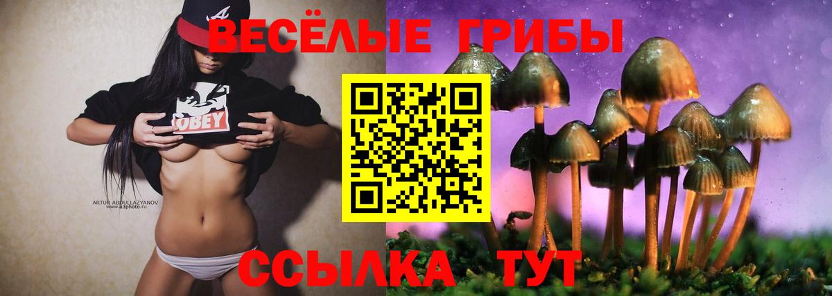 где можно купить наркотик  Вход с VPN  Сальск  Псилоцибиновые грибы GOLDEN TEACHER 